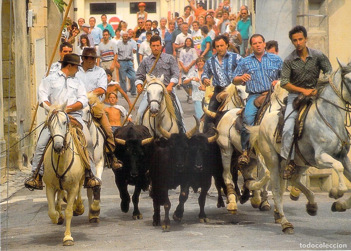 Postales: Postal de Abrivado en Camargue, Tradici&oacute;n Francesa de Toros y Caballos