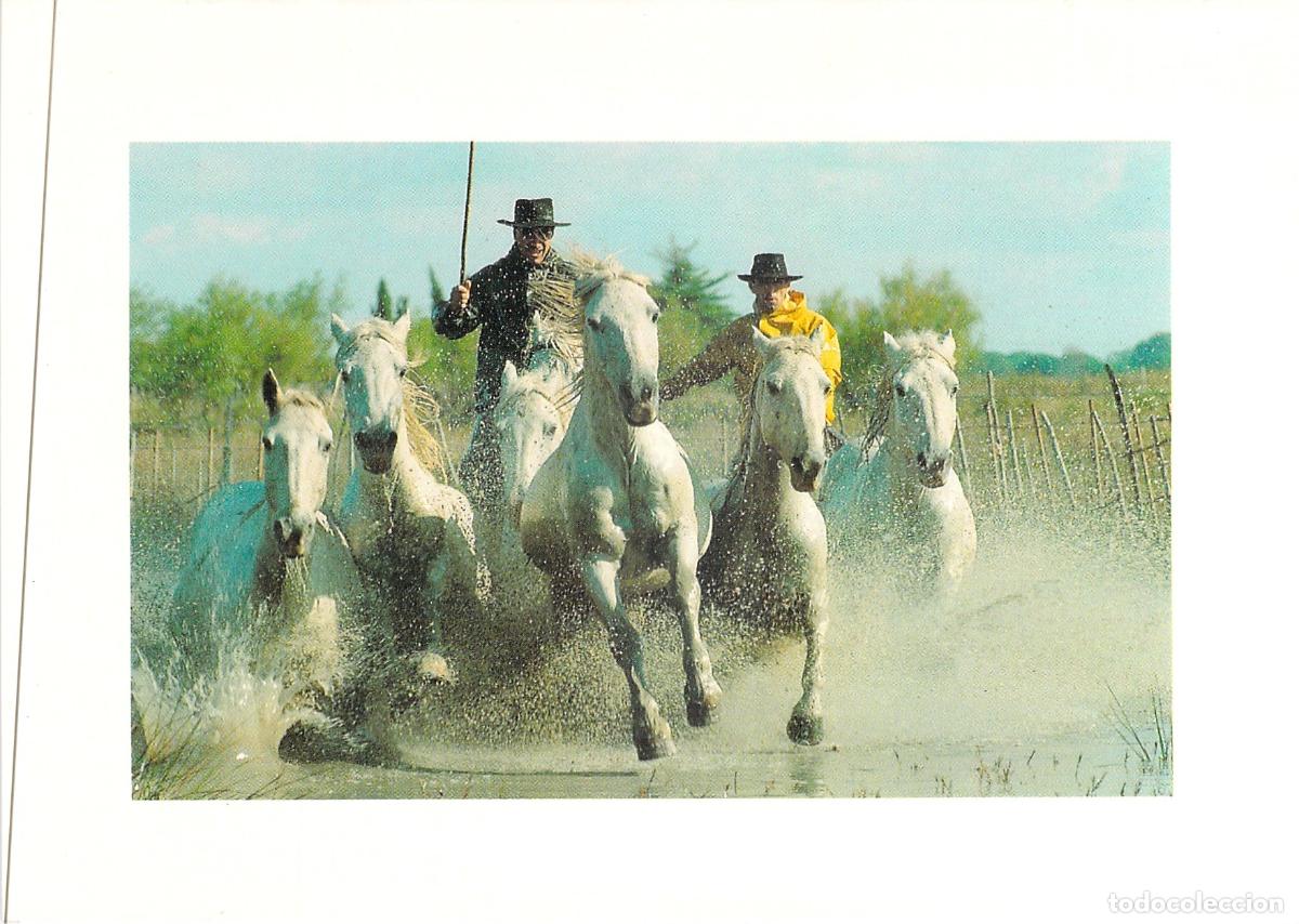 Postales: Postal de Caballos y Gardians en las Marismas de La Camargue