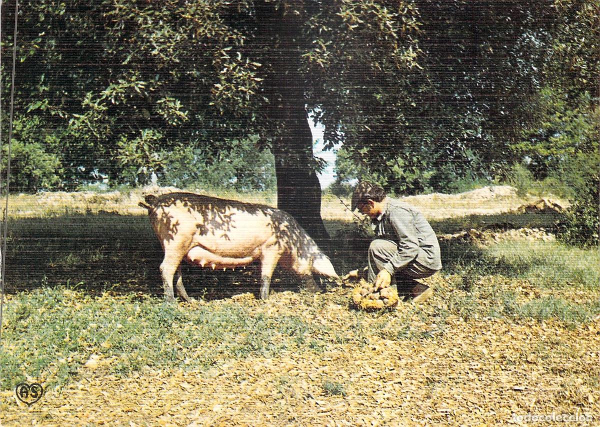 Postales: Postal de Recolecci&oacute;n de Trufas con Cerdo Trufero en Francia