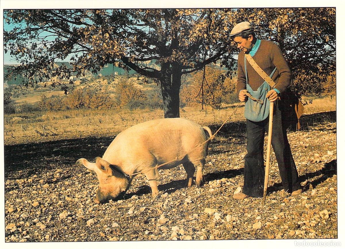 Postales: Postal de Recolecci&oacute;n de Trufas en Provenza con Cerdo - Lou Rabassaire