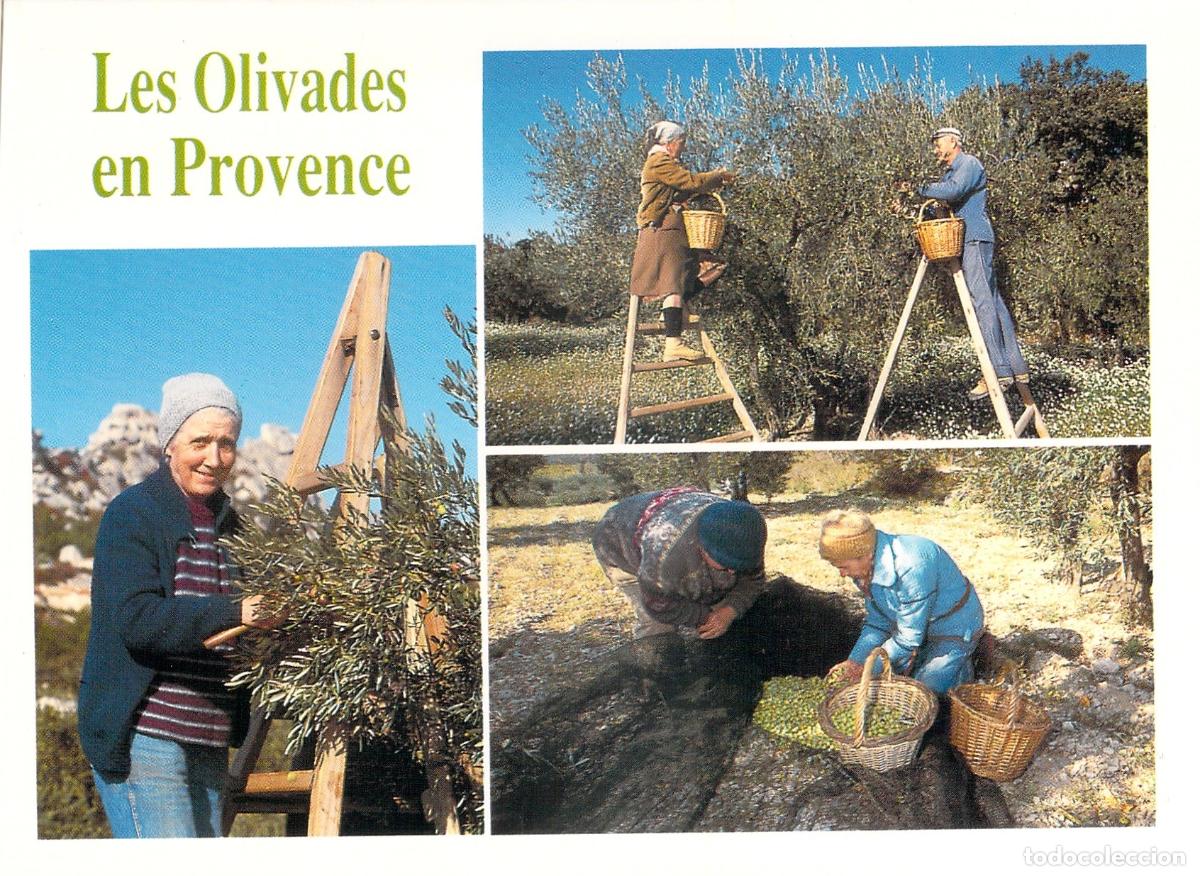 Postales: Postal Les Olivades: Cosecha de Aceitunas en Provenza, Francia