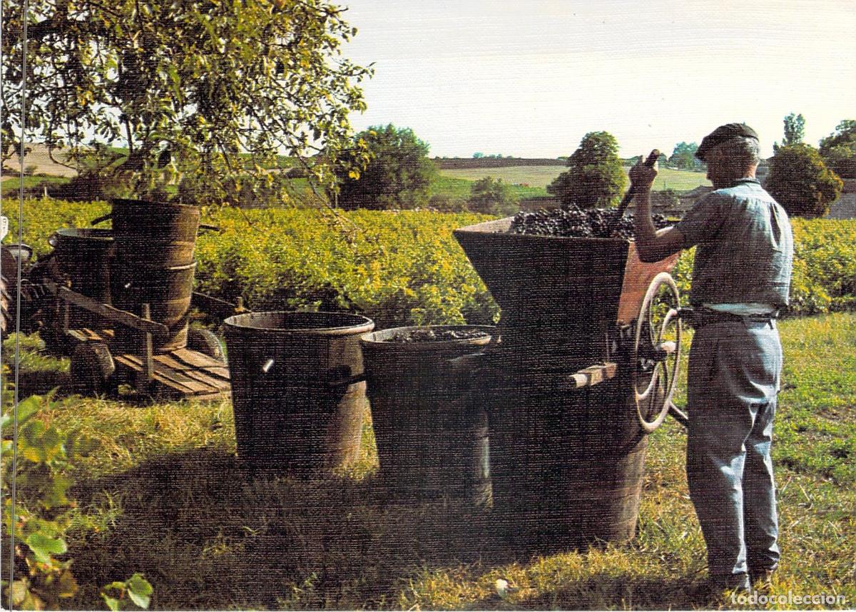 Postales: Postal de Oficio Tradicional: El Pisador de Uvas en el Vi&ntilde;edo