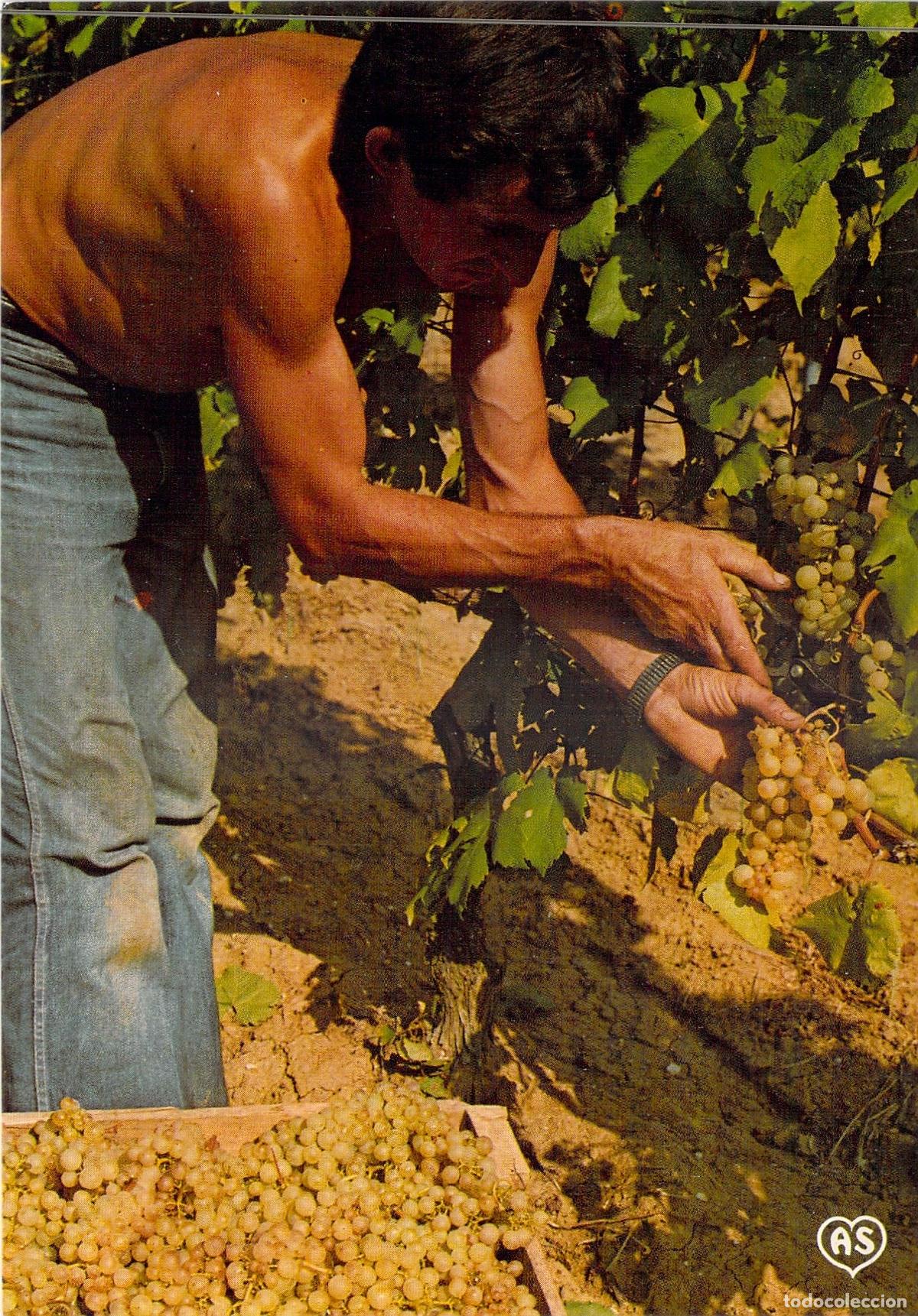 Postales: Postal de la Vendimia de Chasselas de Moissac, Francia