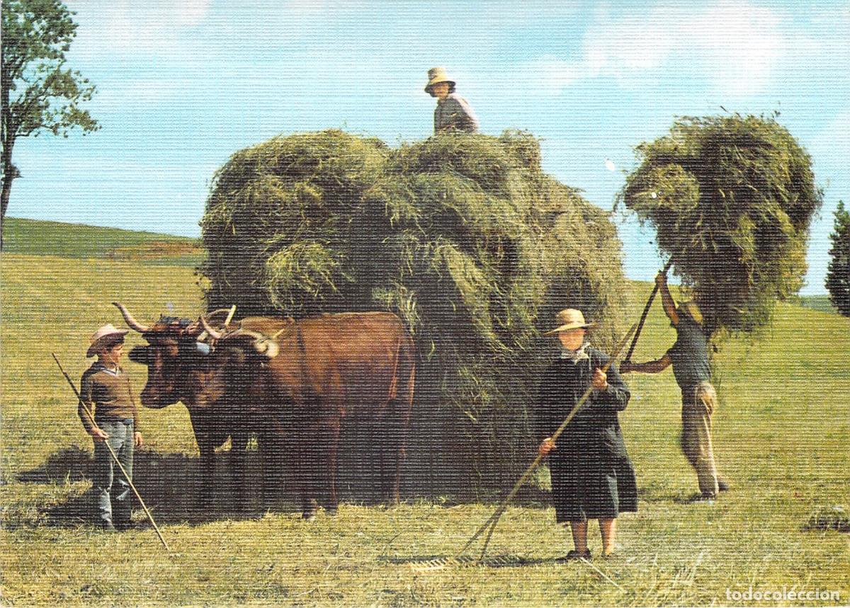 Postales: Postal de la Recogida de Heno con Bueyes en el Campo