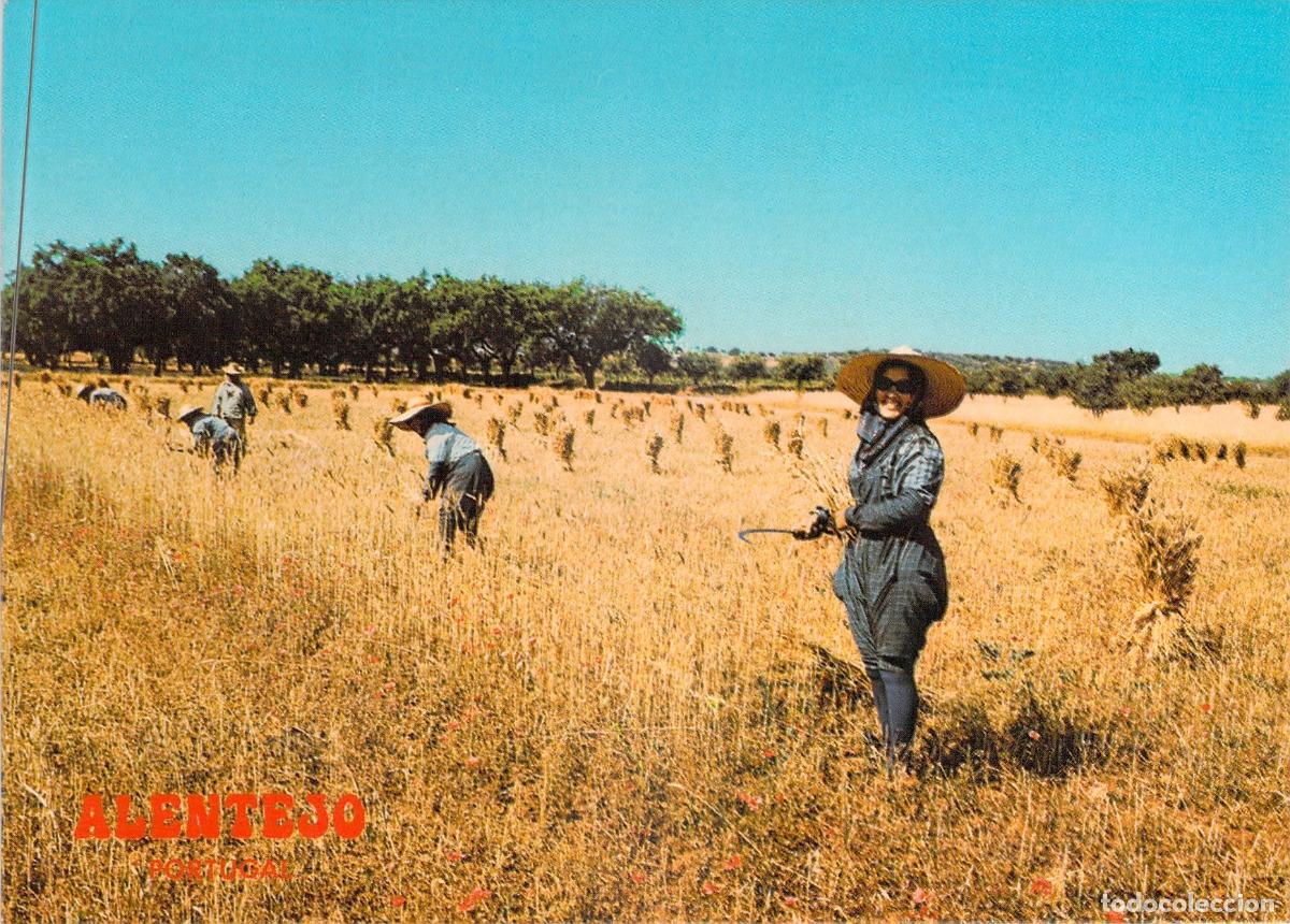 Postales: Postal de Alentejo Portugal Escena de la Siega Tradicional