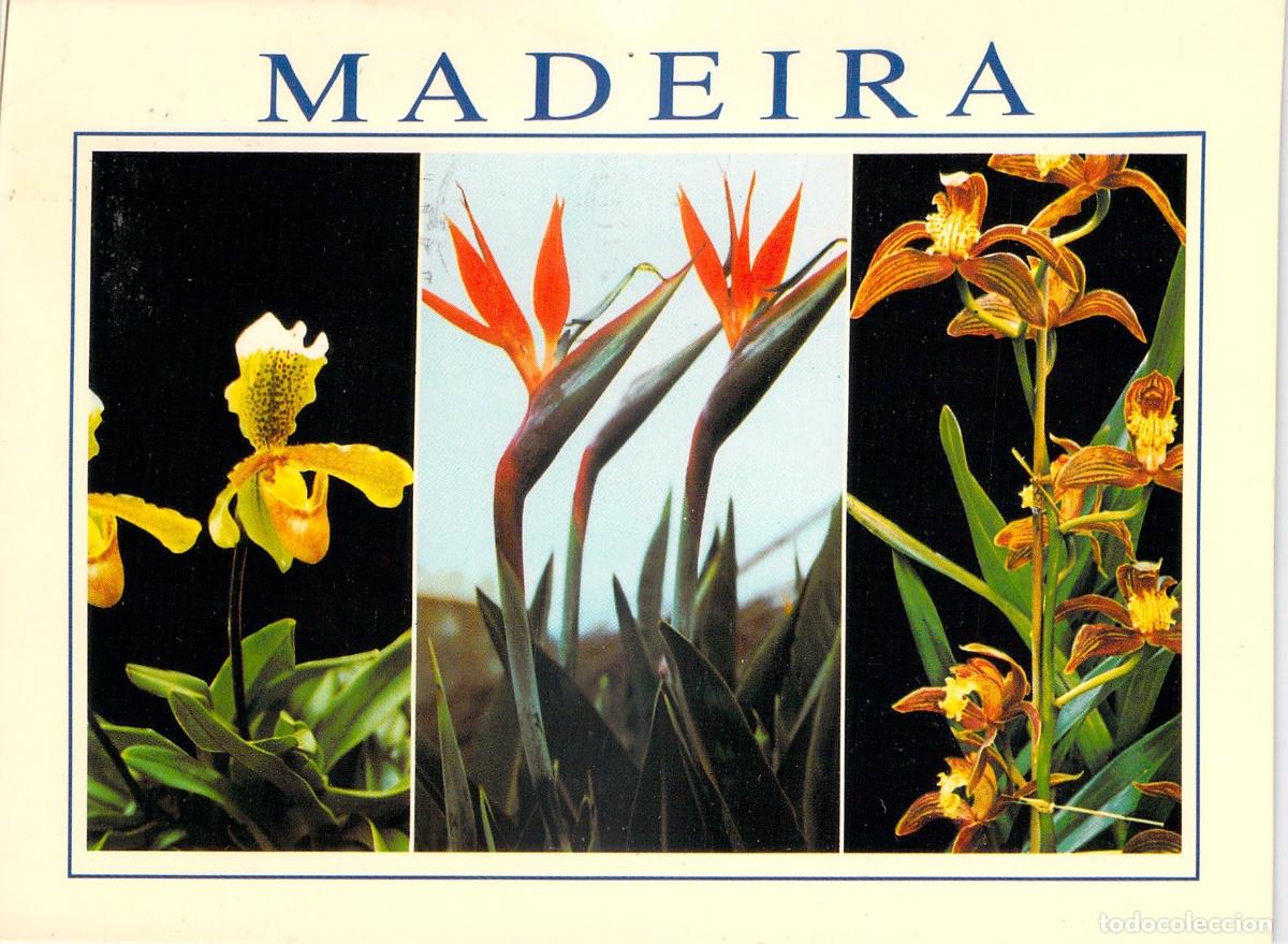Postales: Postal de Madeira Flores Ex&oacute;ticas Orqu&iacute;deas y Ave del Para&iacute;so