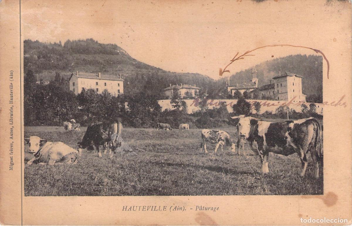 Postales: Postal de Hauteville, Ain, Francia - Escena de Pastoreo con Vacas