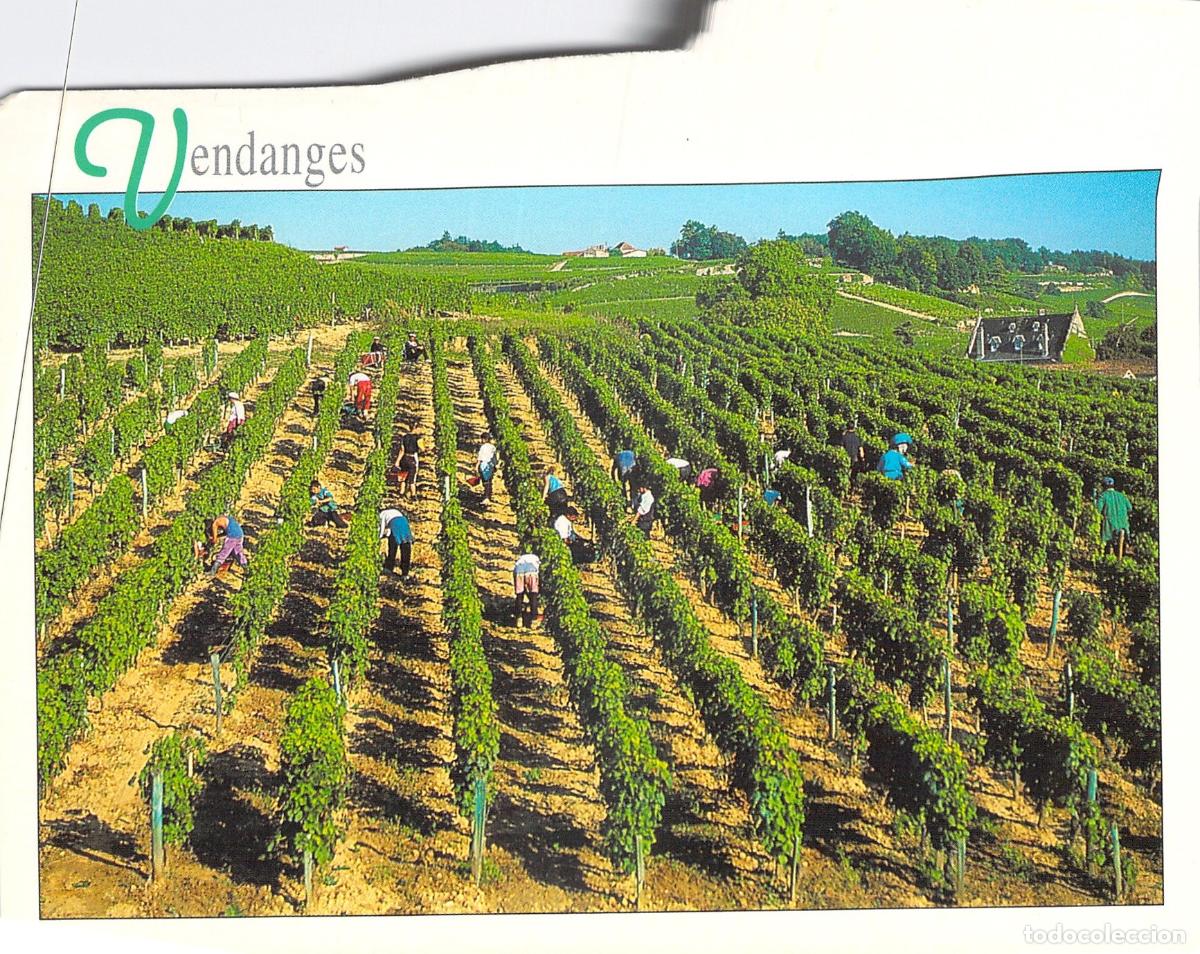 Postales: Postal de la Vendimia en Gironde, Francia - Escena de Cosecha