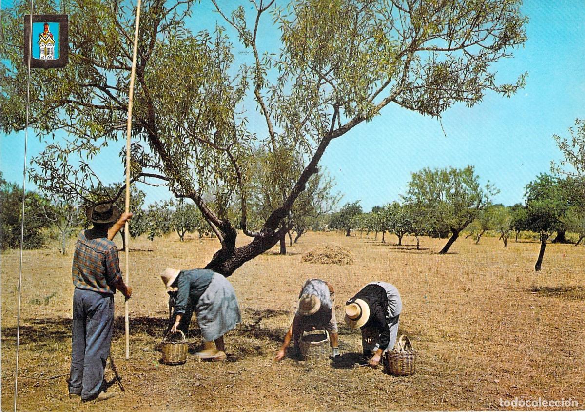 Postales: Postal de Portugal T&iacute;pico: Recolecci&oacute;n de Almendras en el Algarve