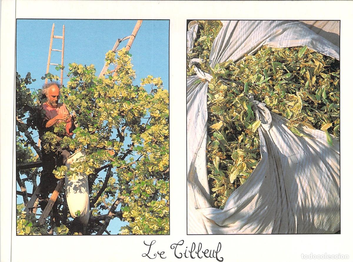 Postales: Postal de la Cosecha del Tilo en Provenza Francia