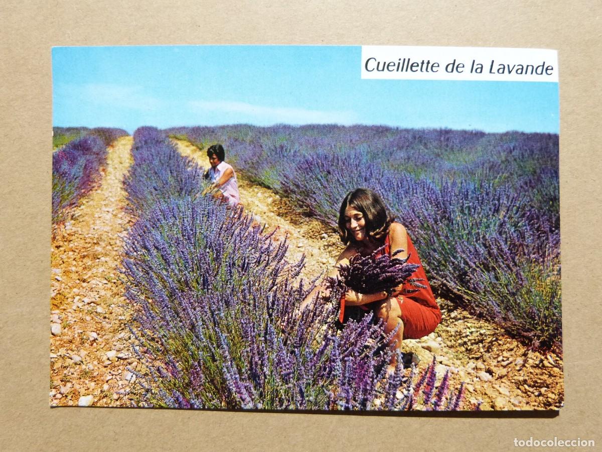 Postales: Postal de Cote d'Azur - Recogida de Lavanda