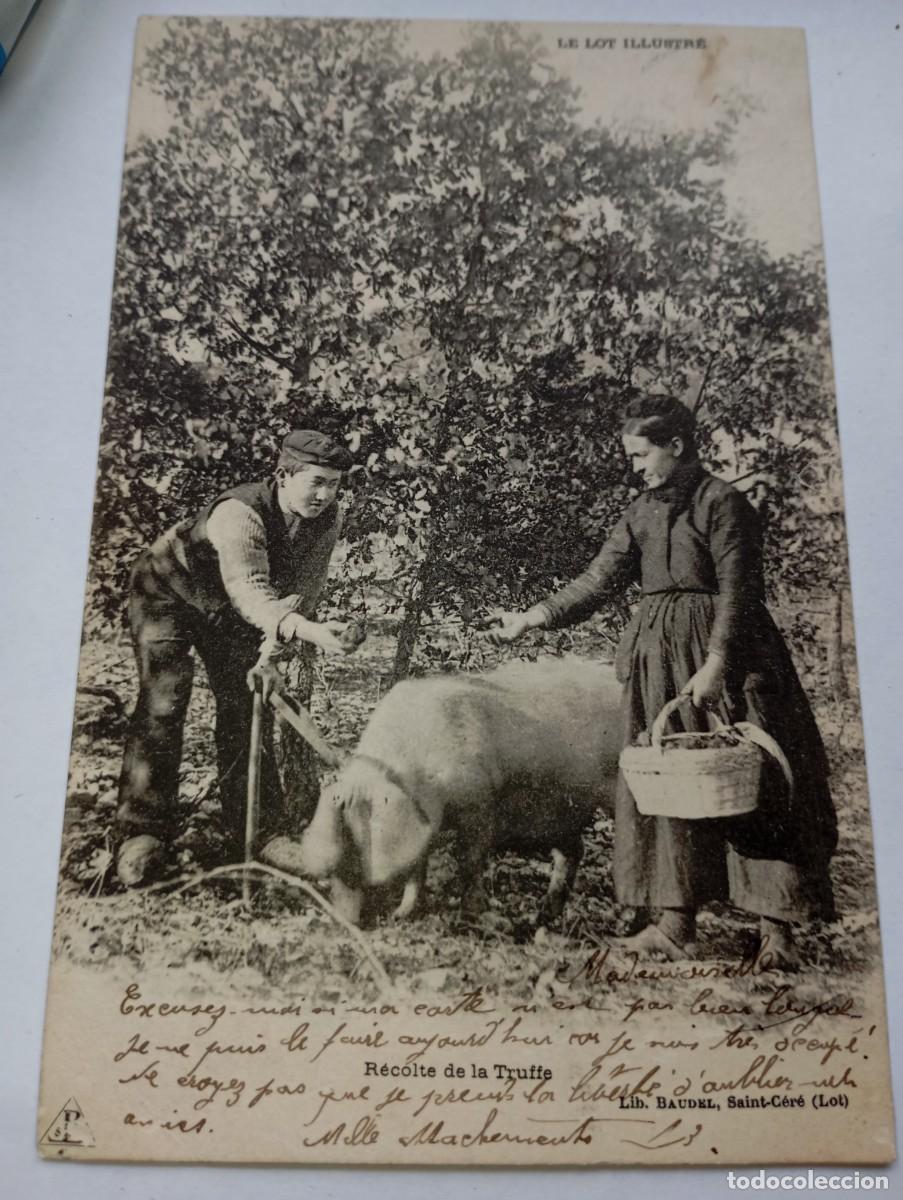 Postales: Postal de Francia animada recolecci&oacute;n trufa