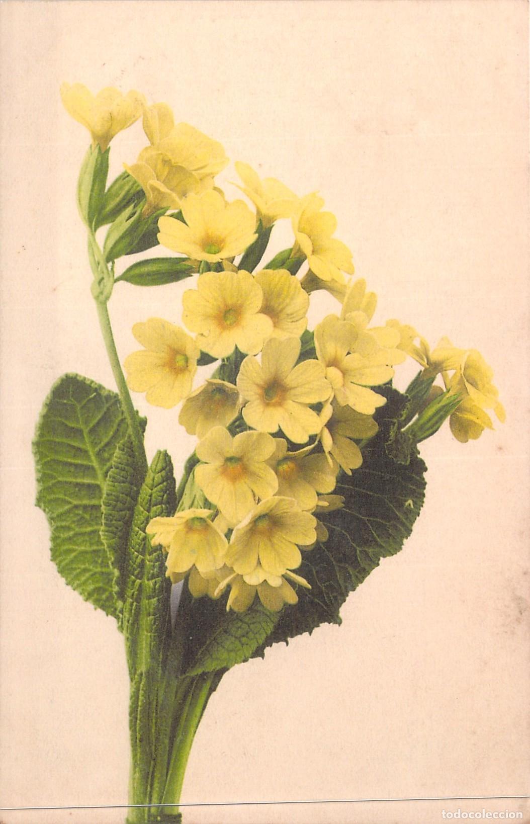 Postales: Postal Art&iacute;stica de Flores Pr&iacute;mulas Amarillas de Martin Rommel