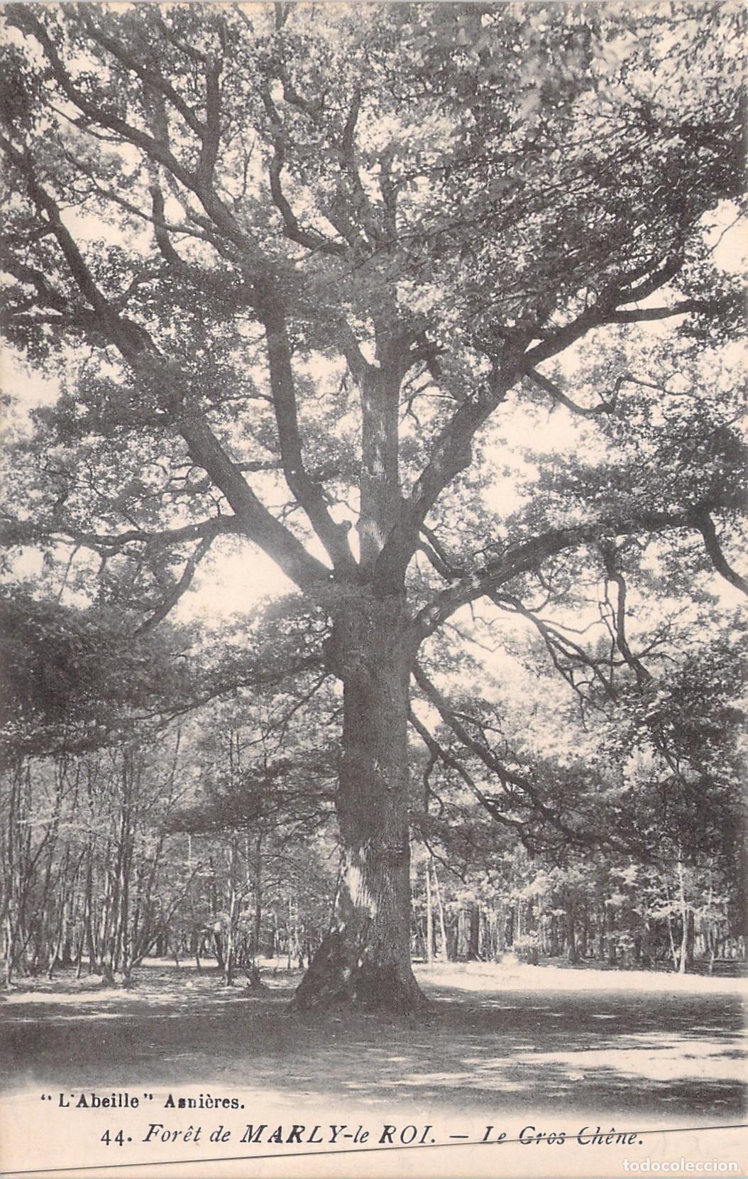 Postales: Postal Bosque de Marly-le-Roi Francia Le Gros Ch&ecirc;ne