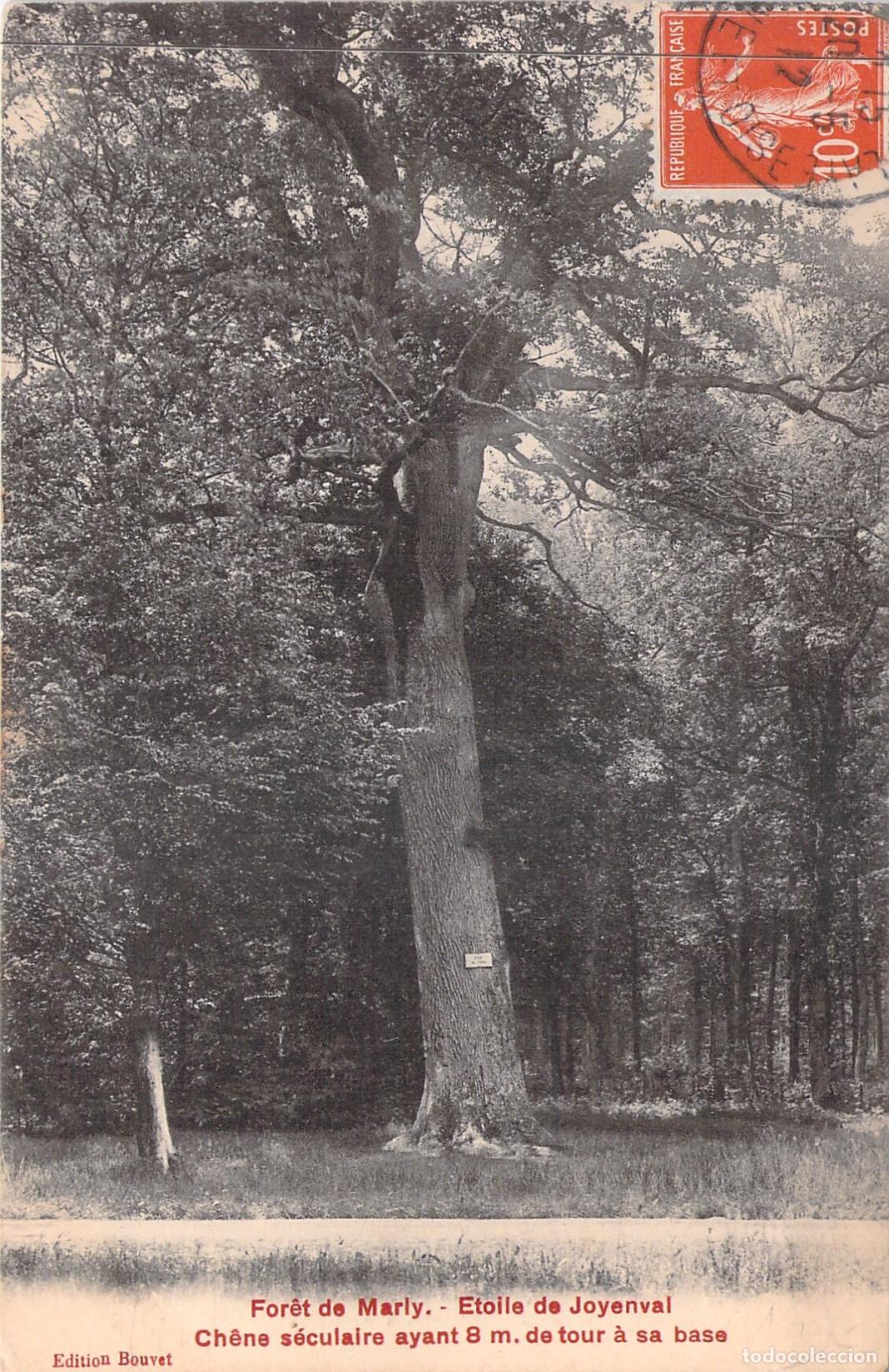 Postales: Postal Bosque de Marly Roble Secular Etoile de Joyenval Francia