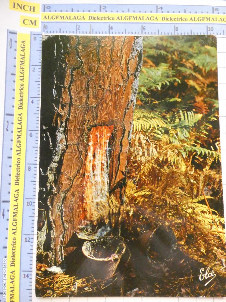 Postales: POSTAL DE FRANCIA. LA LANDE LANDAS. RECOLECTA RESINA &Aacute;RBOLES. 2992