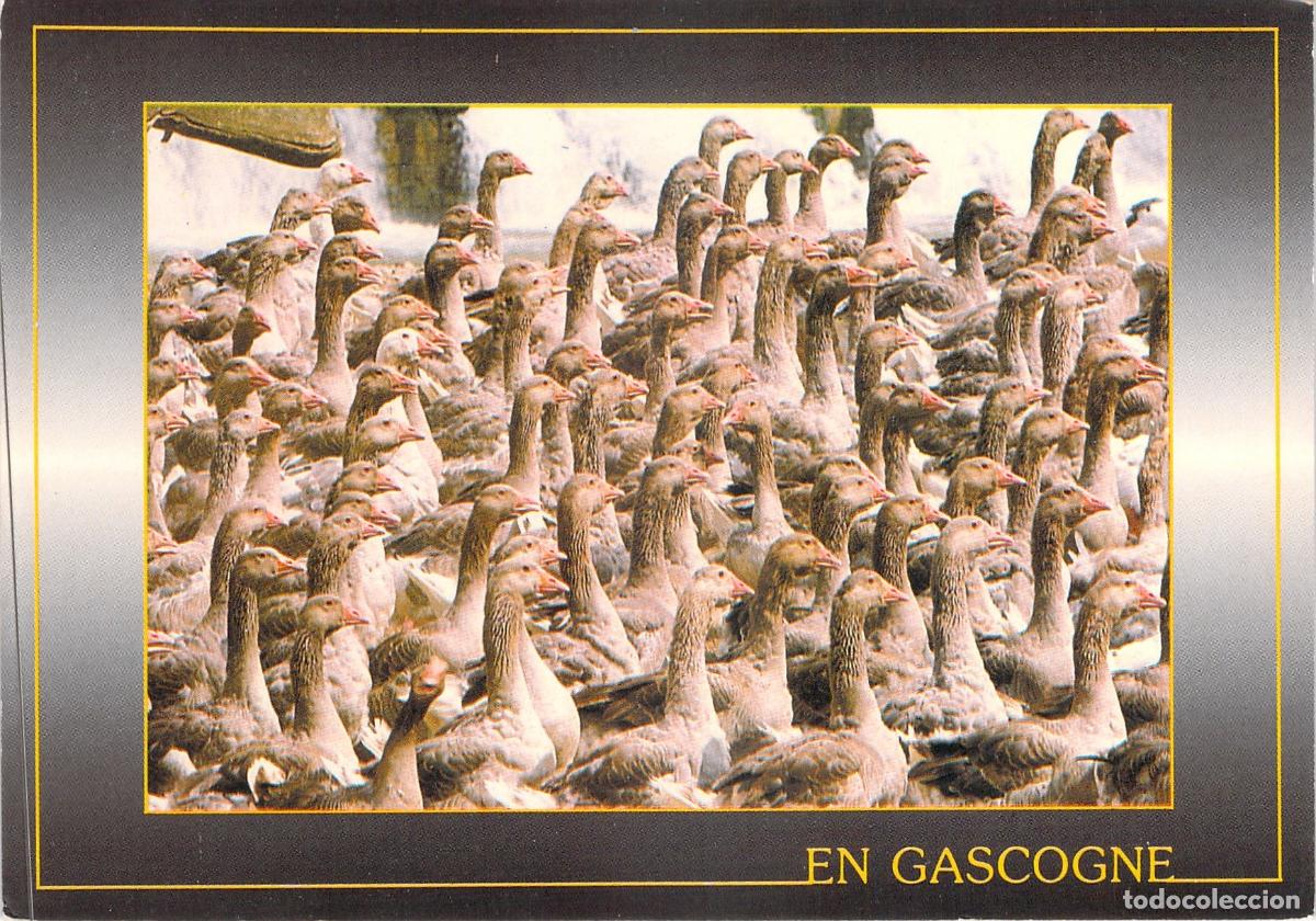Postales: Postal de Reba&ntilde;o de Gansos en Gascogne, Francia