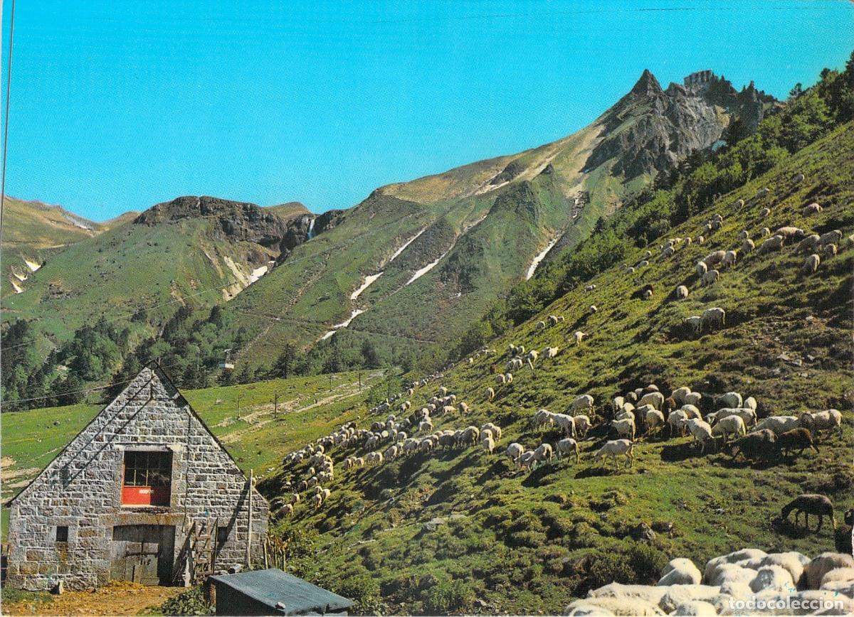 Postales: Postal de Auvergne, Francia: Bur&oacute;n y Reba&ntilde;o en las Pendientes de Sancy