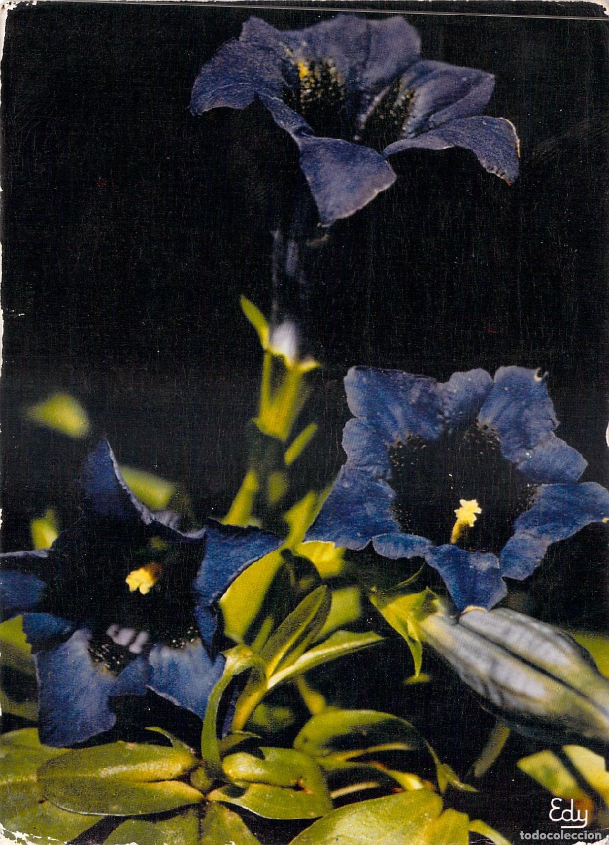Postcards: Postal de Flores Genciana Azul Alpina, Ediciones Edy