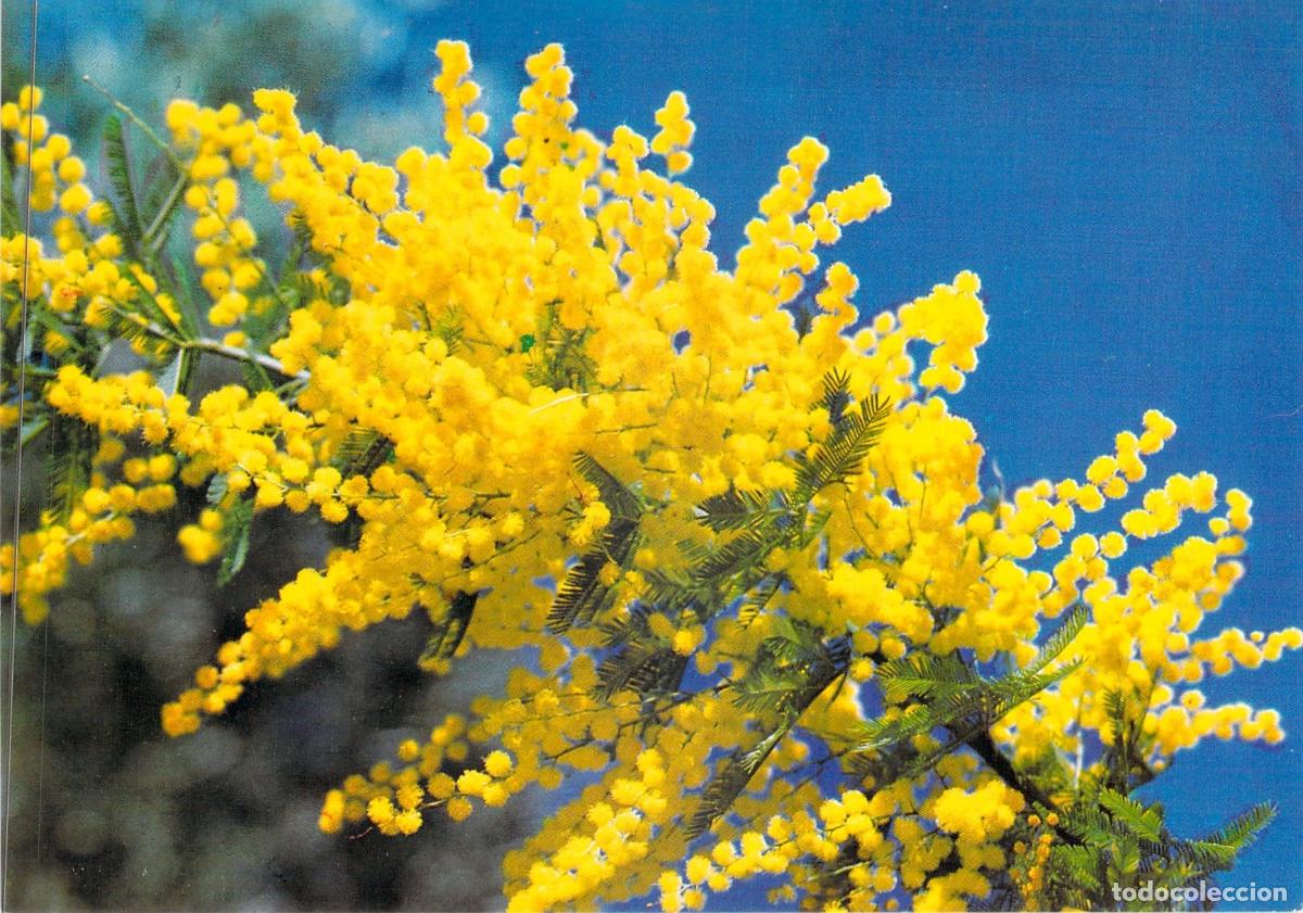 Postales: Postal de Flores de Mimosa - Flora Mediterr&aacute;nea