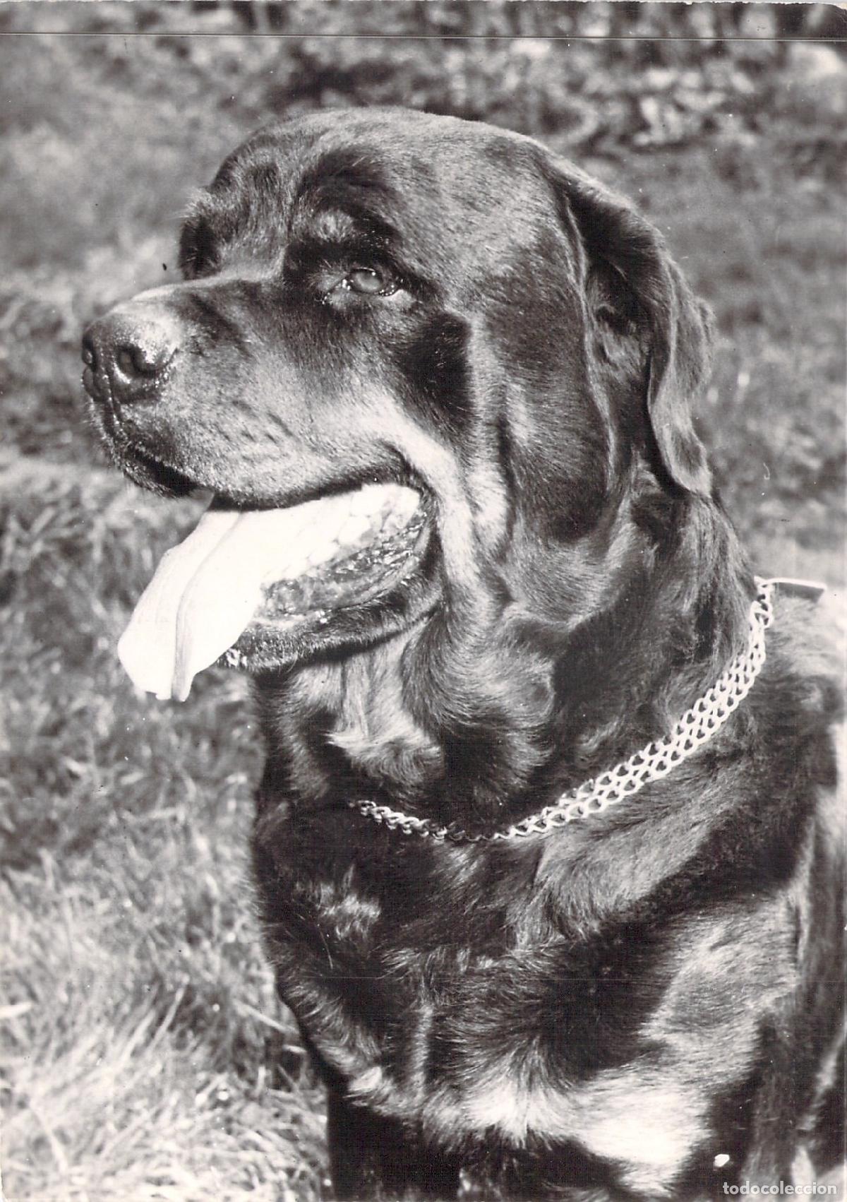 Postales: Postal de Perro Rottweiler Publicidad M&eacute;dica G&eacute;noline