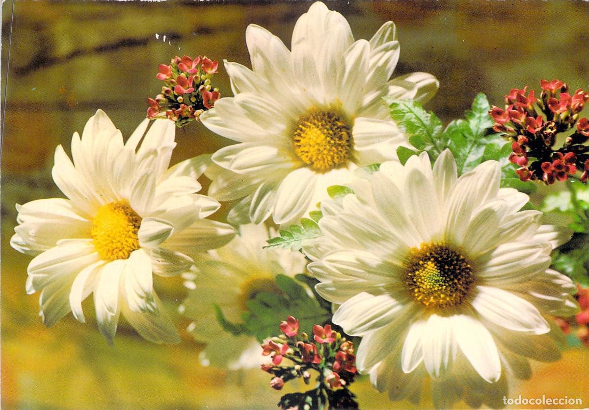 Postales: Postal con Ilustraci&oacute;n de Margaritas Blancas y Flores Rojas