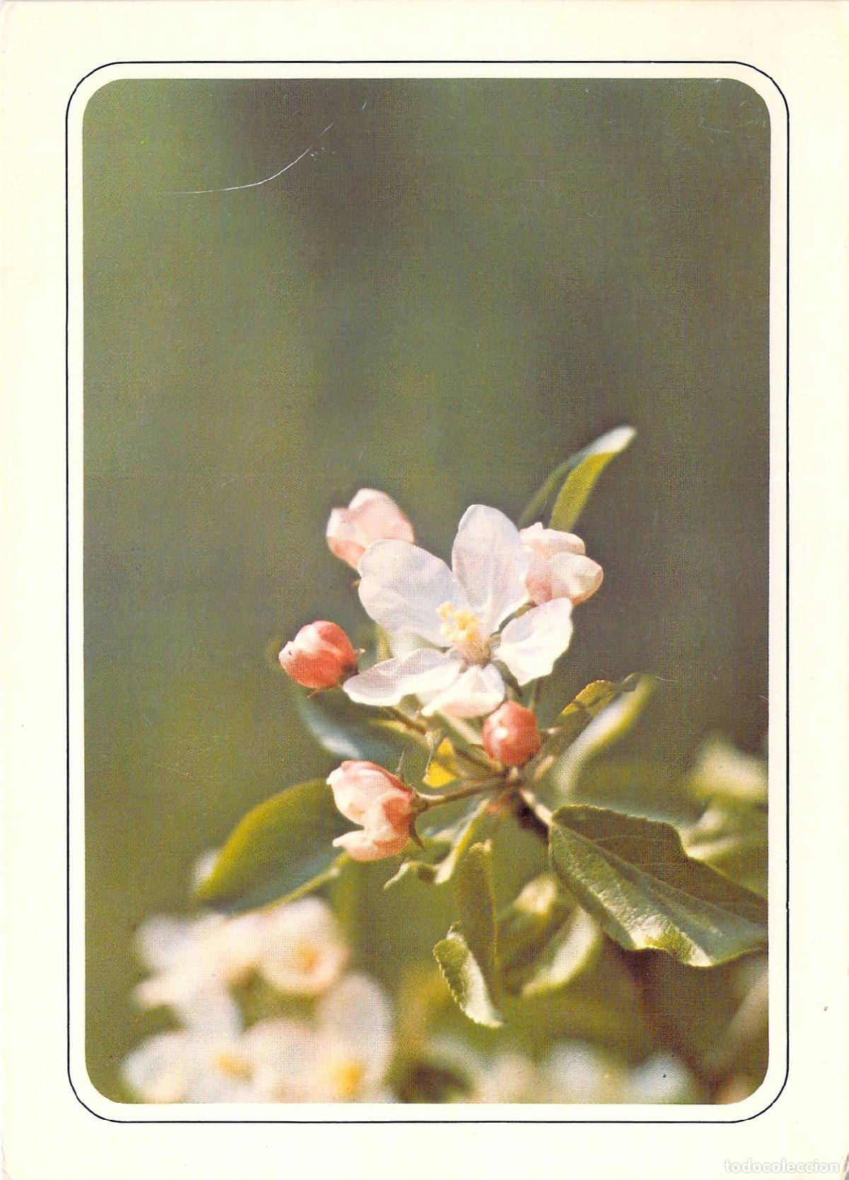 Postales: Postal de Flores de Manzano y Naturaleza - B&eacute;lgica