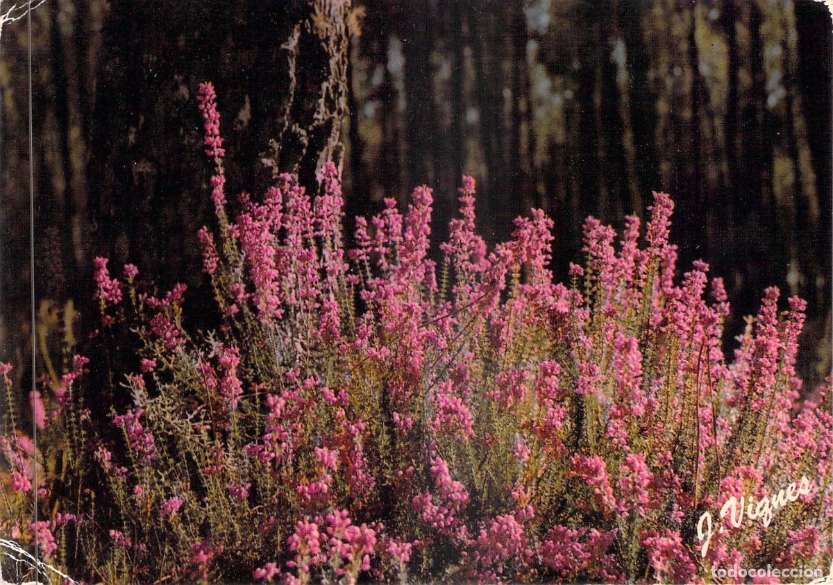 Postales: Postal de Brezo en Flor Visage des Landes Francia