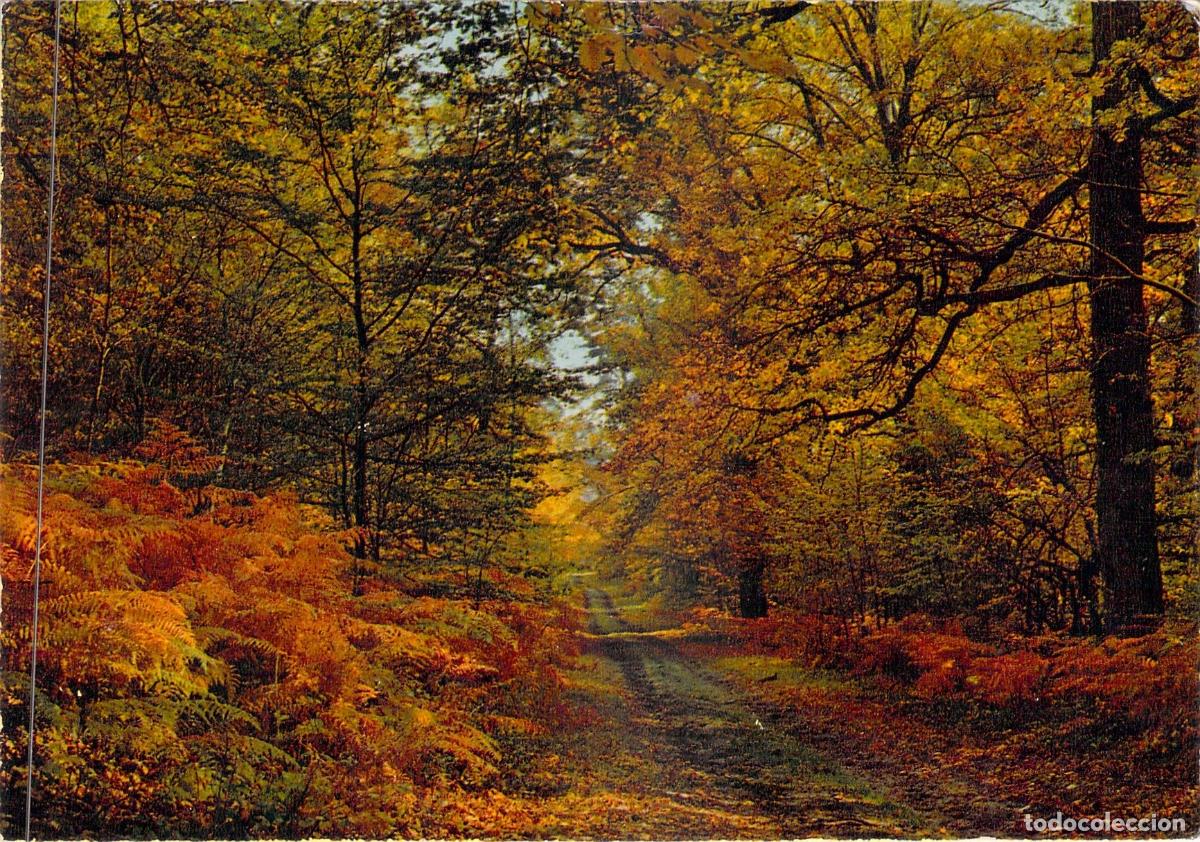 Postales: Postal Paisaje de Francia Bosque de Verri&egrave;res en Oto&ntilde;o