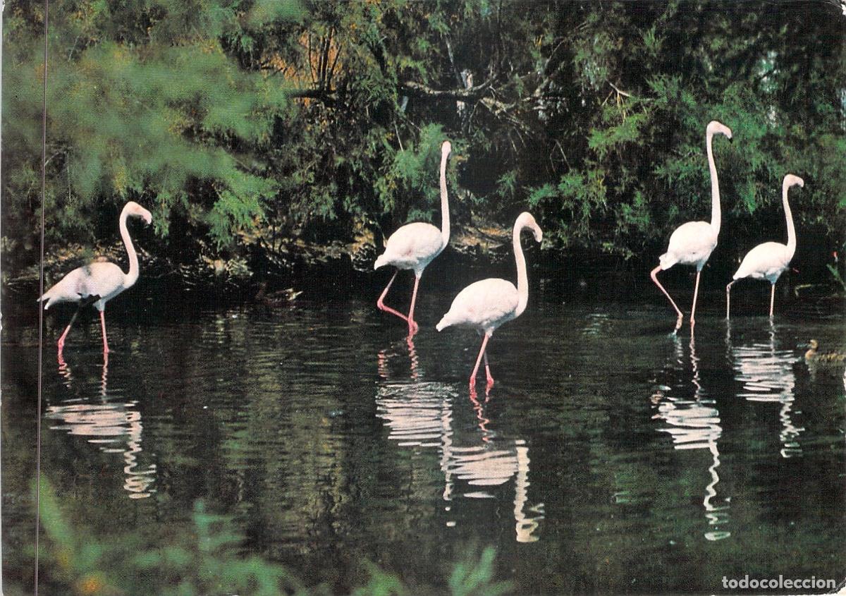 Postales: Postal Flamencos Rosas de la Camarga, Provenza, Francia