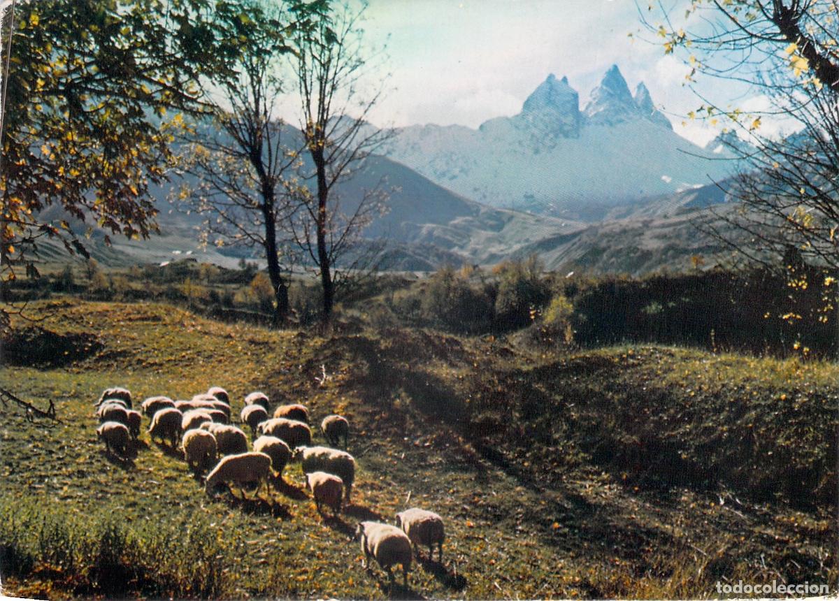 Postales: Postal de Ovejas en los Pirineos de Bagn&egrave;res-de-Luchon