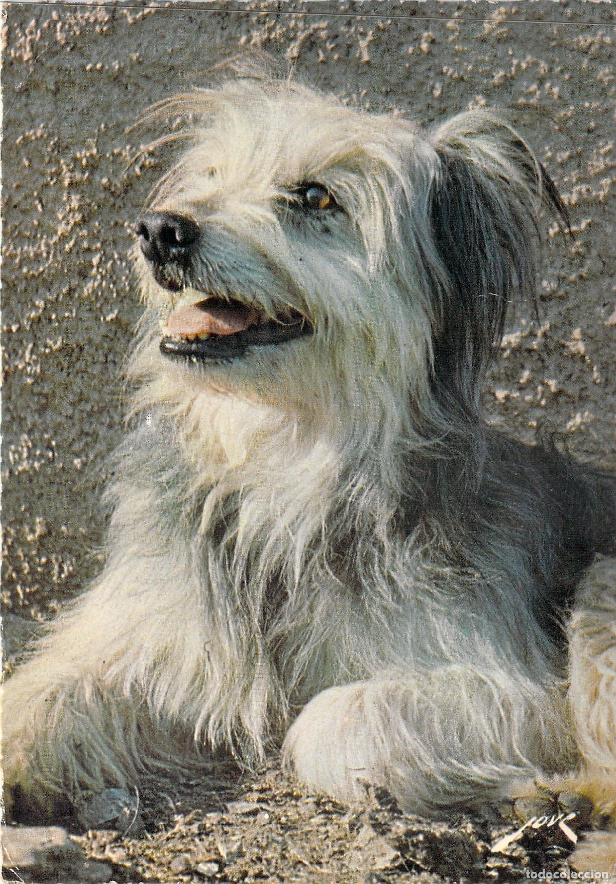 Cartoline: Postal de Perro Pastor de los Pirineos Labrit Gardien de troupeaux