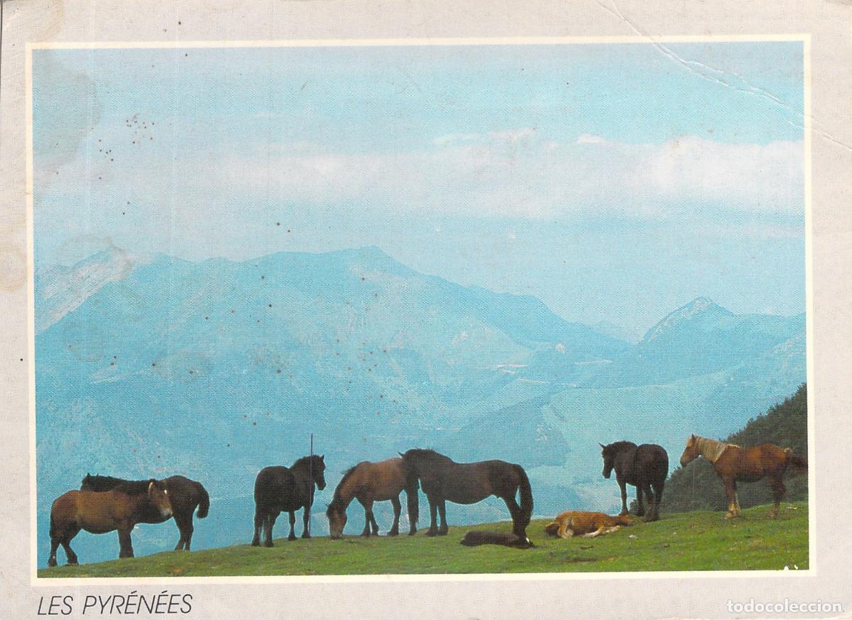 Cartoline: Postal de los Pirineos Franceses con Caballos en la Monta&ntilde;a