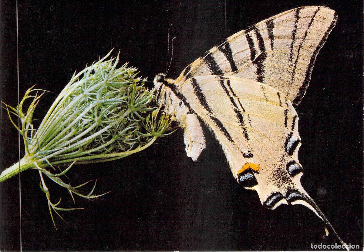 Postcards: Postal Mariposa Podalirio Museo de Mariposas Bosque de Chiz&eacute;