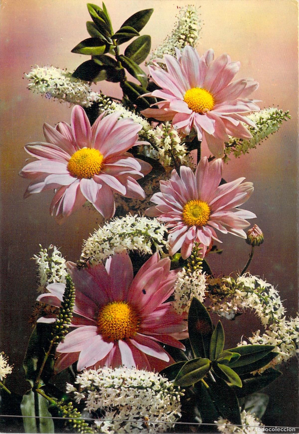 Postales: Postal con Flores Margaritas Rosas Mexichrome G. Picard Paris