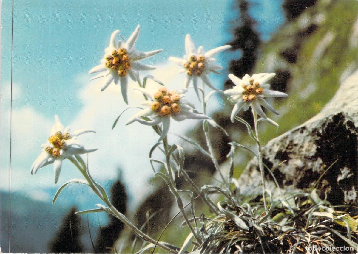 Postales: Postal Fotogr&aacute;fica de Flores Edelweiss en los Alpes