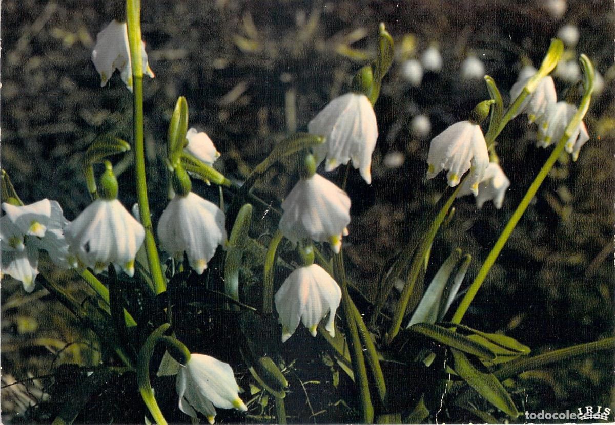 Postales: Postal de Flores de Monta&ntilde;a Perce-neige Leucoium vernum