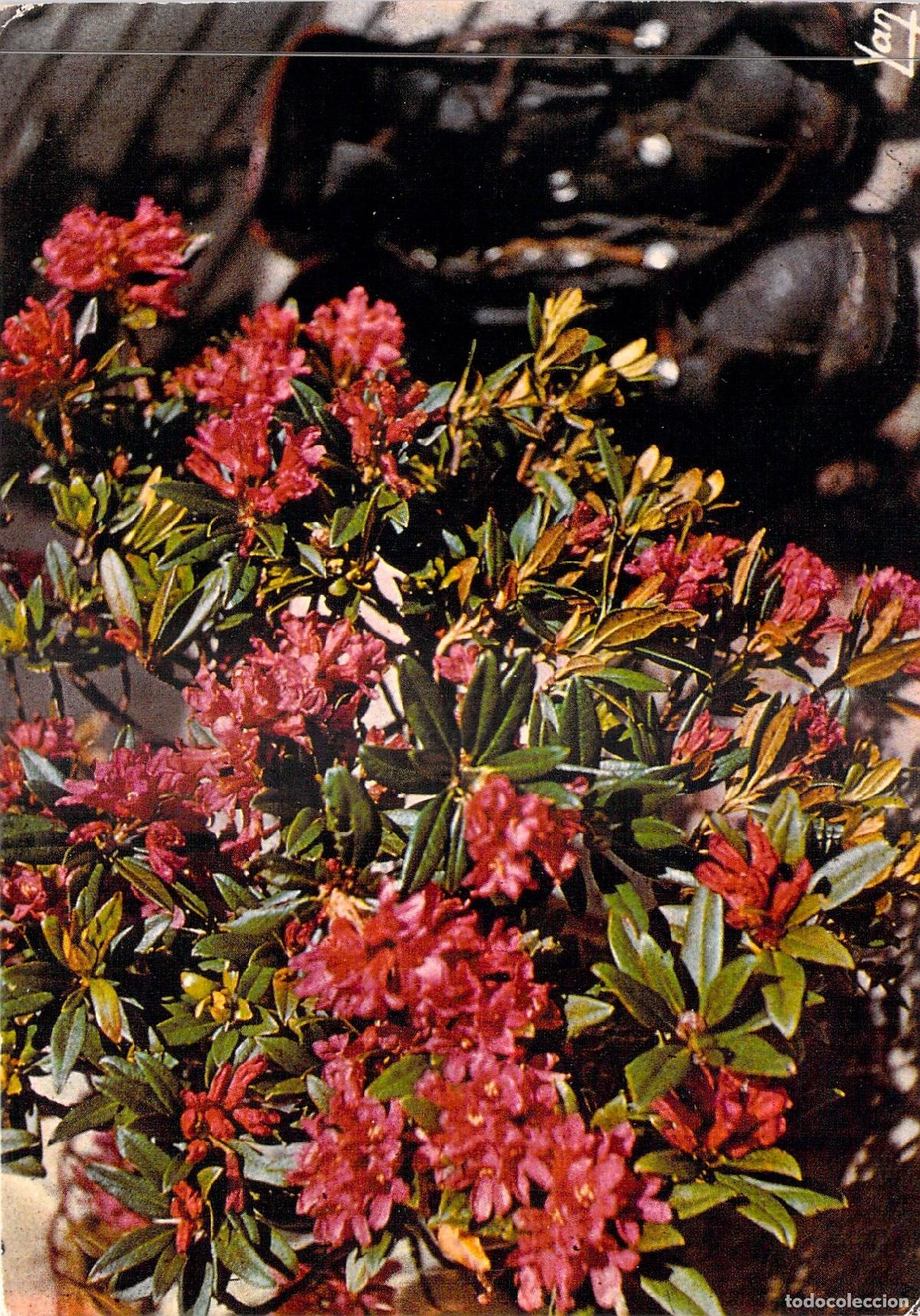 Postales: Postal de Rododendro Ferrugineo en los Pirineos Franceses