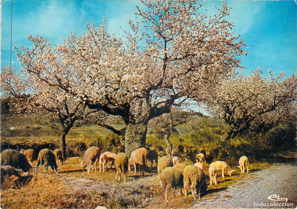 Cartes Postales: Postal Paisaje de Provenza con Almendros en Flor y Ovejas