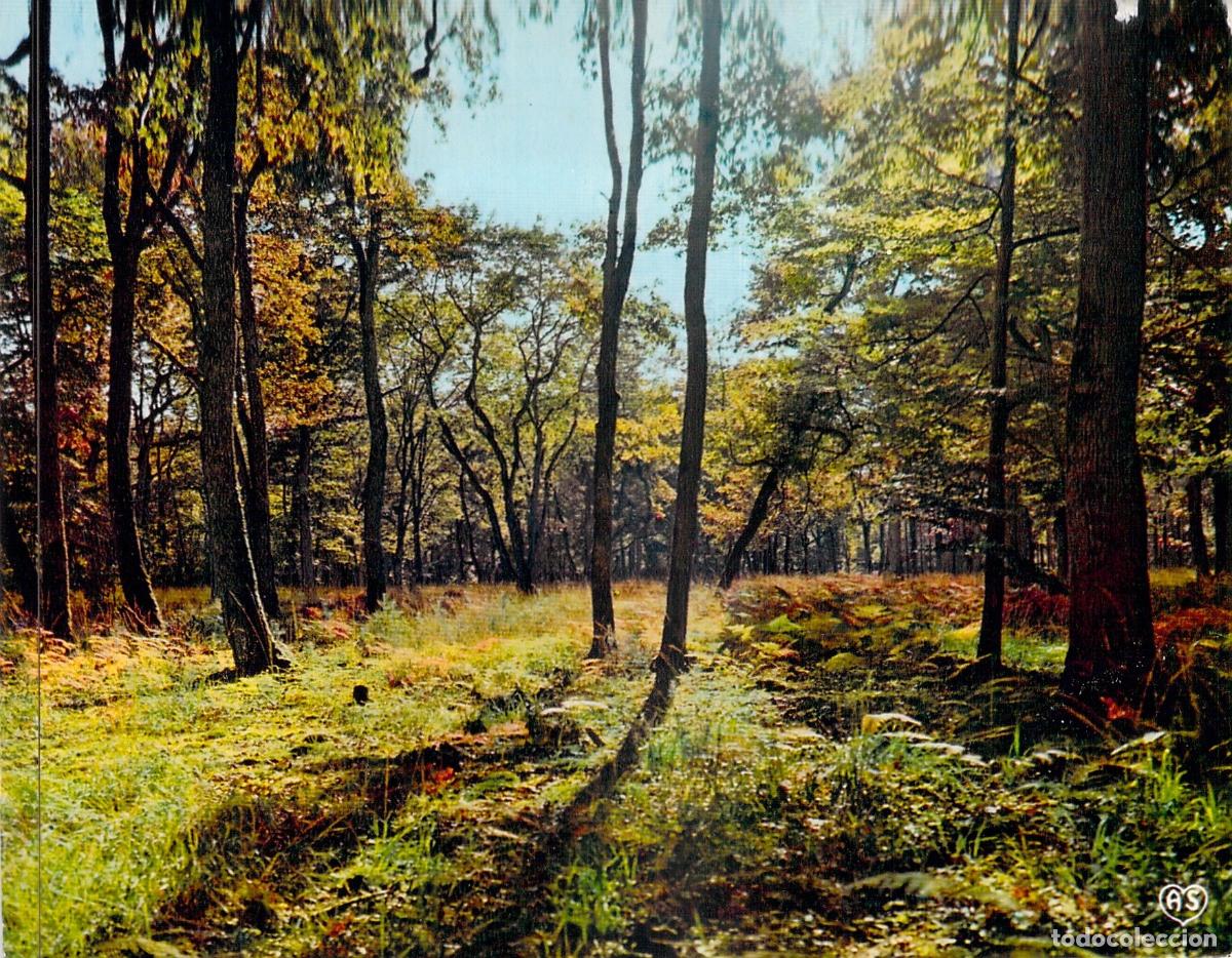 Postkarten: Postal de Paisaje de Bosque y Poes&iacute;a de Lamartine