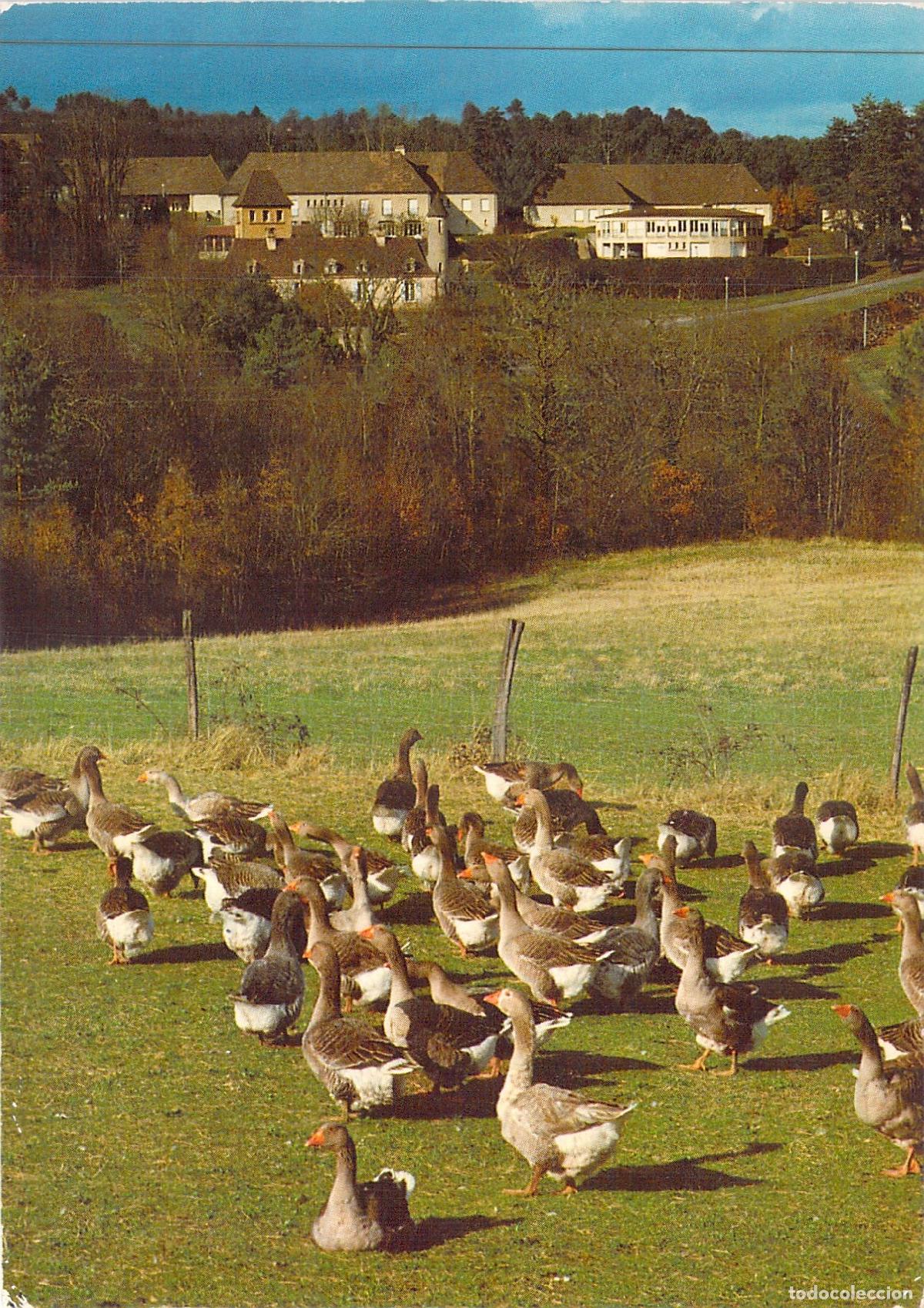 Postales: Postal Cr&iacute;a de Gansos en la Regi&oacute;n del P&eacute;rigord, Francia