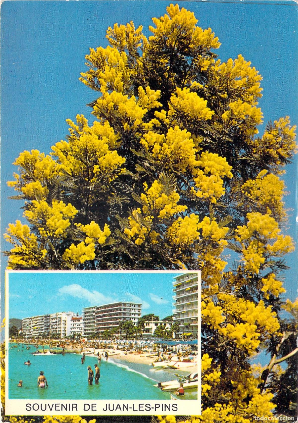 Postales: Tarjeta Postal Souvenir de Juan-les-Pins con Flores de Mimosa y Playa