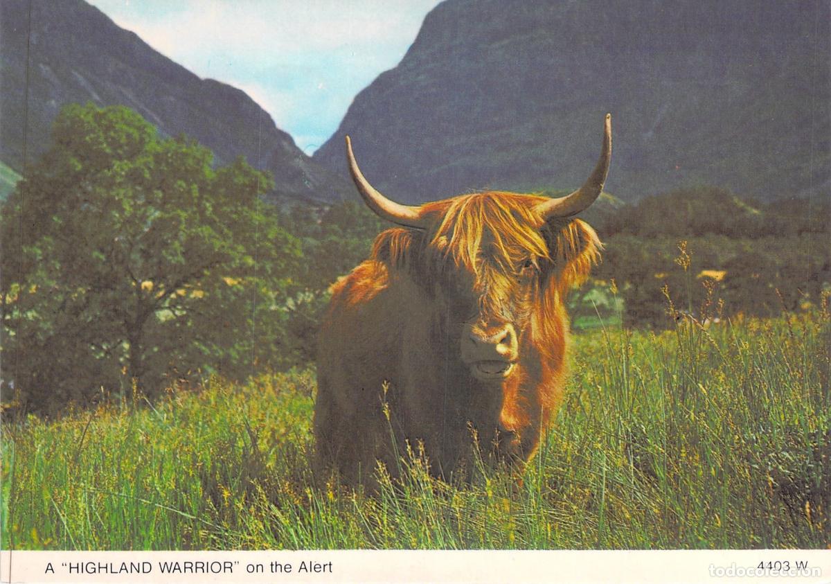 Postales: Postal de Vaca de las Tierras Altas Highland Warrior en Escocia