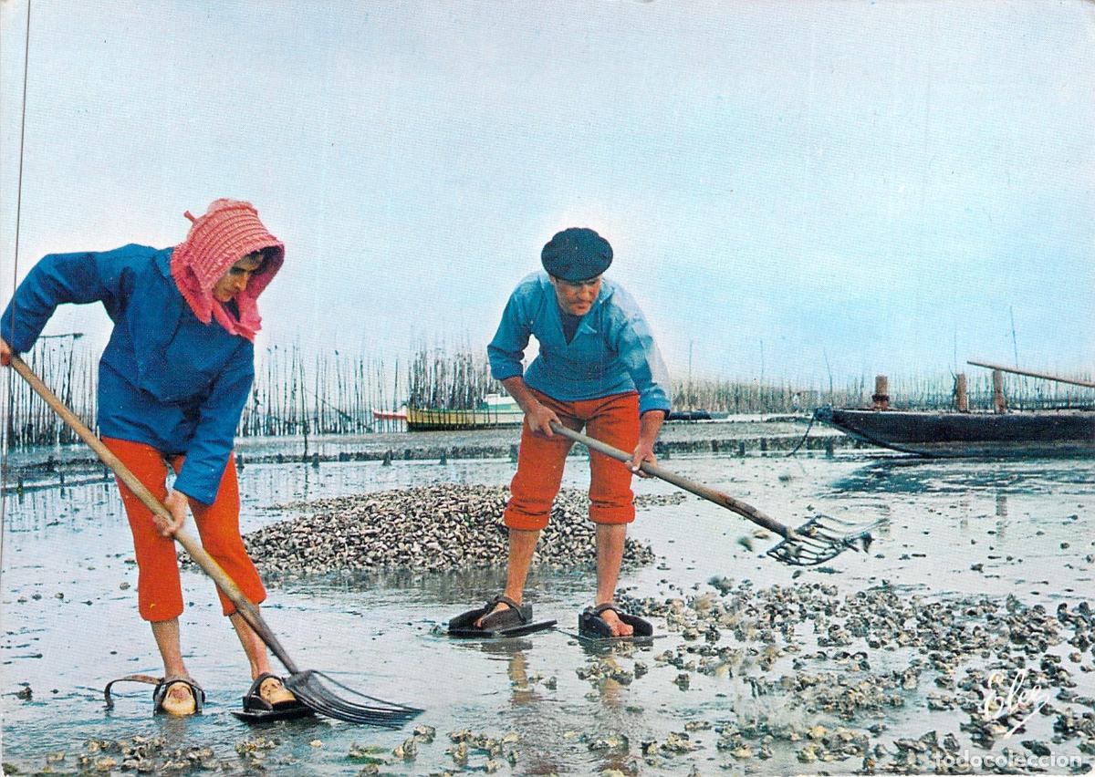 Cartoline: Postal Recolecci&oacute;n de Ostras en Bassin d'Arcachon Francia