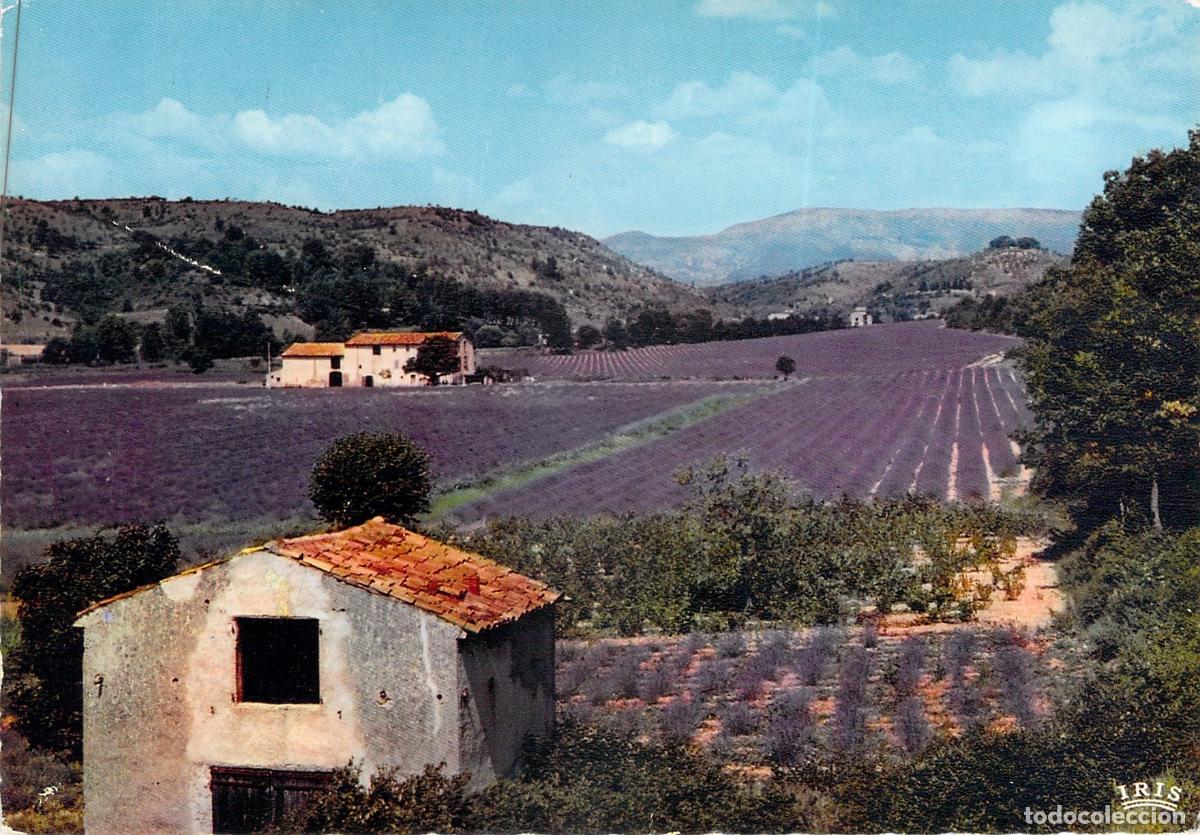 Cartes Postales: Postal de Paisaje Rural con Campos de Lavanda en Provenza