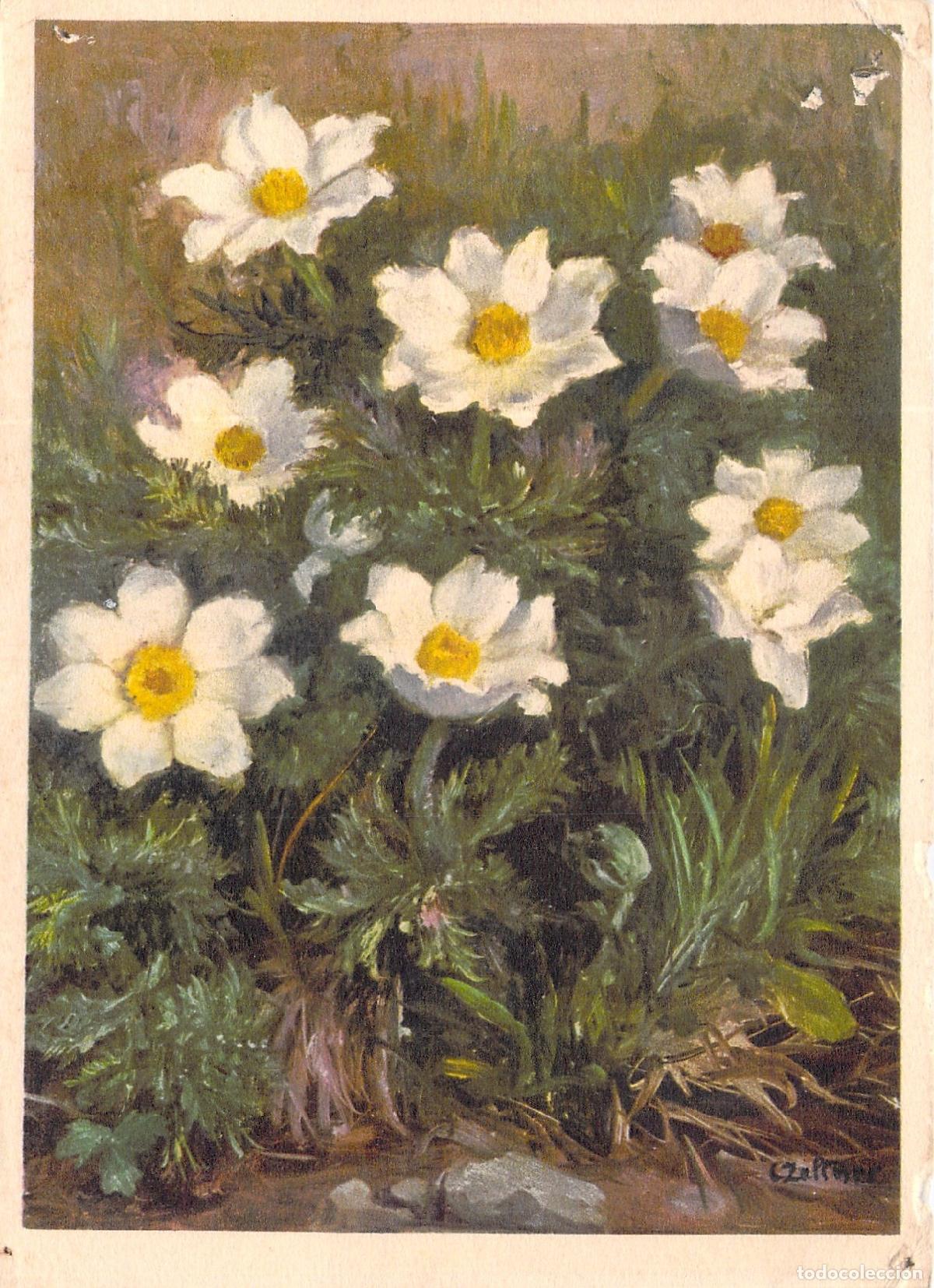 Postales: Postal Ilustrada An&eacute;mona de los Alpes - Flora Suiza