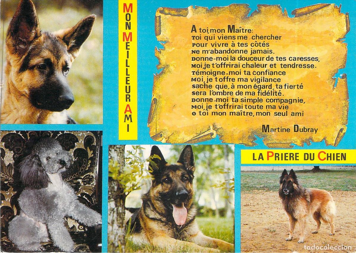 Postales: Postal de Perros con Poema La Oraci&oacute;n del Perro Francia