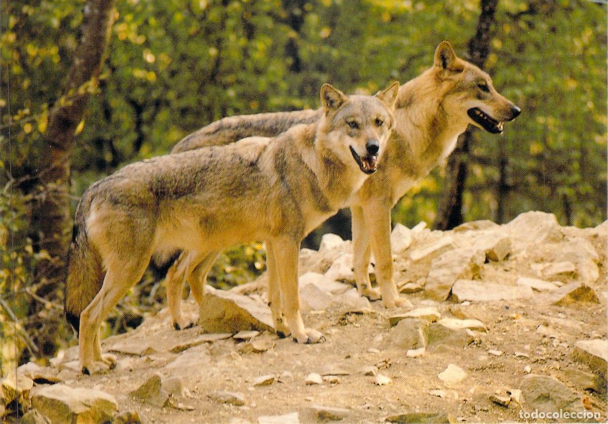 Postales: Postal de Lobos de Europa en el Zoorama del Bosque de Chiz&eacute;
