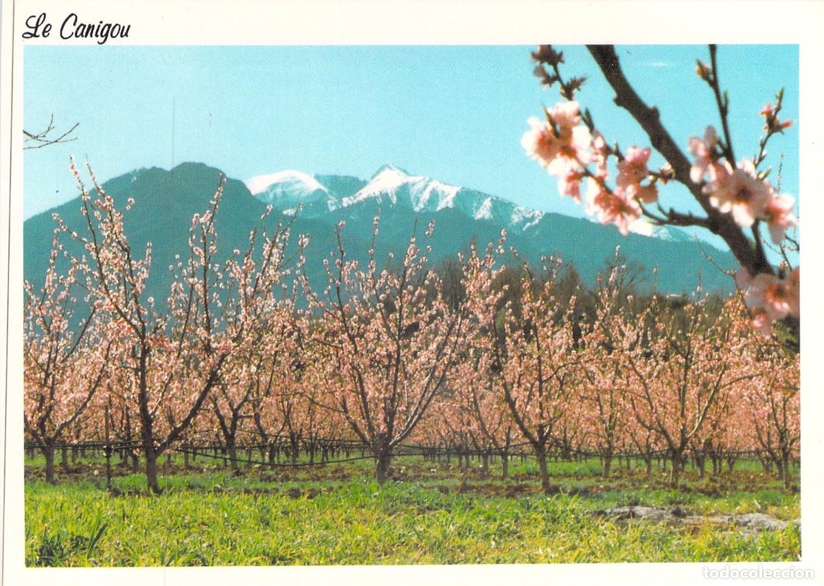Postales: Postal del Monte Canigou con Melocotoneros en Flor, Pirineos Orientales