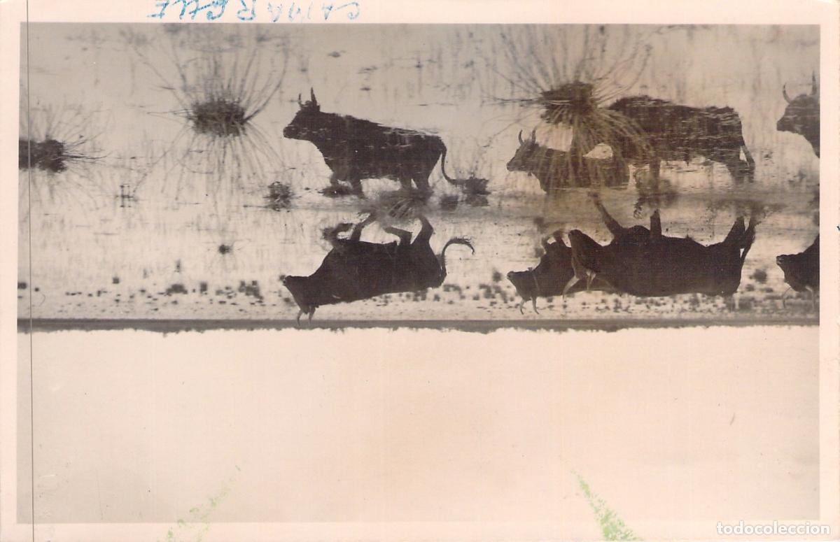 Postales: Postal de Toros de la Camarga en las Marismas de Francia